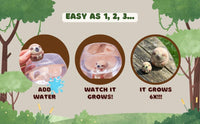 Grow A Sloth Toy - Just Add Water 600% Larger! Children Stocking Stuffer