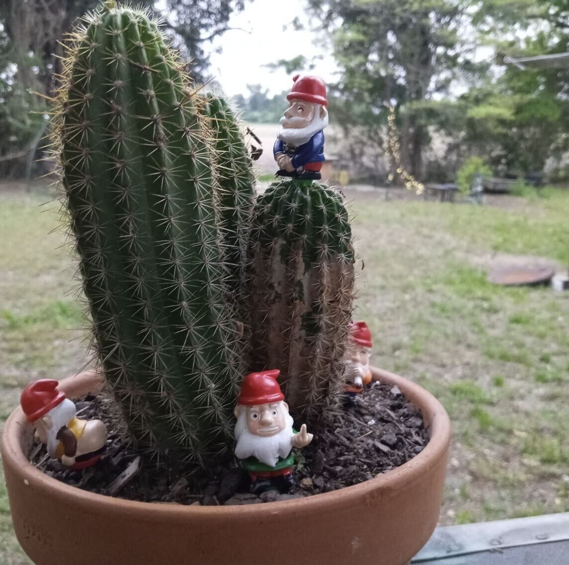 mini plant pot naughty gnomes 4-pk Naughty Gnomes Plant Pot Marker Figurines – Giggle Novelties