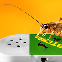 Hide A Bug Cricket Sound Noisemaker - Hilarious GaG Prank Joke Trick Noise Maker