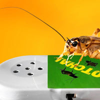 Ocultar un insecto Generador de ruido con sonido de grillo - Hilarante GaG Broma Truco Generador de ruido