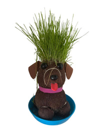 HAIRY BITCH - Kiss my Grass! - Puppy Dog Growing Chia Pet Plant Funny Adult Gift