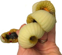 🐍 Grow Your Own Jumbo Snake Toy 💦 Expands 600% Gag Gift Party Favor Kids Fun