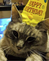 Birthday Inflatable Cat / Dog Party Costume Hat - SO FUNNY! ~  Archie McPhee