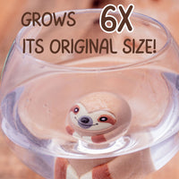 Grow A Sloth Toy - Just Add Water 600% Larger! Children Stocking Stuffer