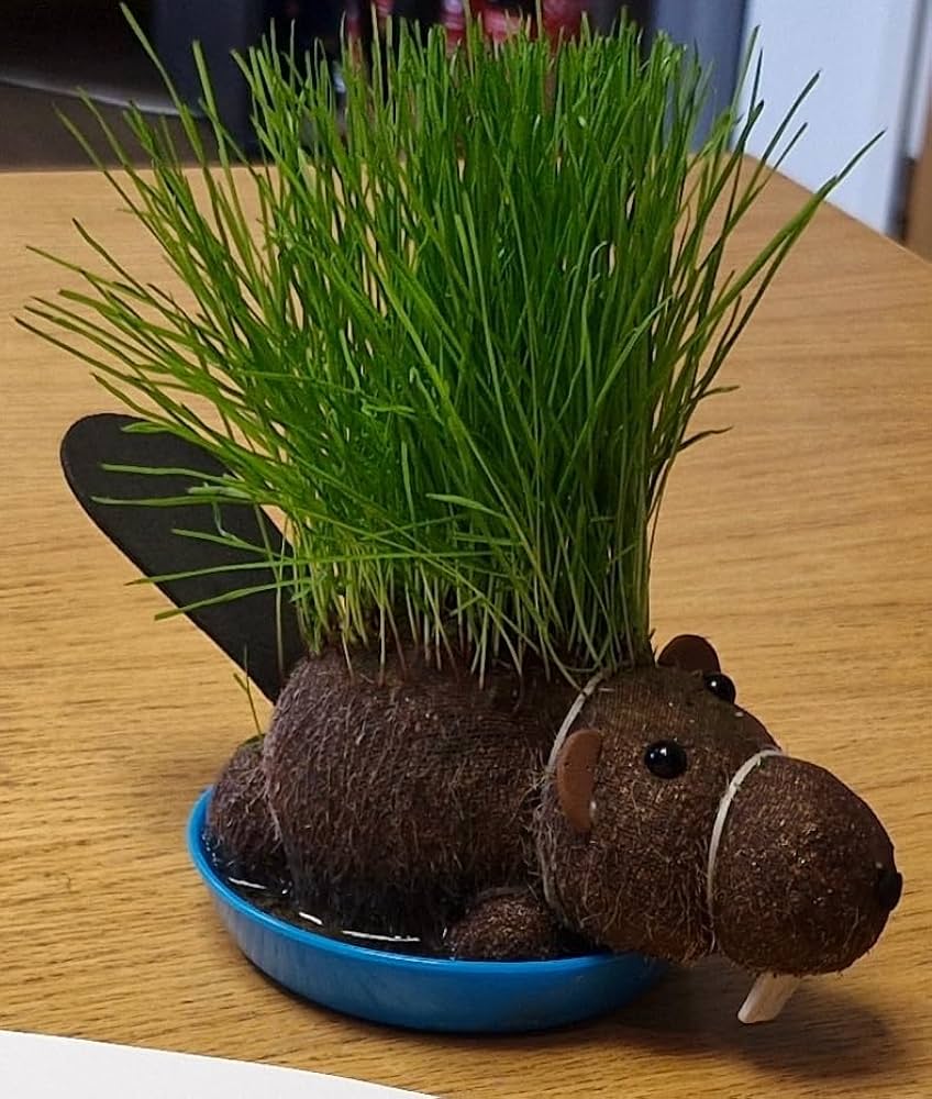 Grow Your own HAIRY BEAVER Chia Pet Plant - Funny Gag Novelty Home Gift