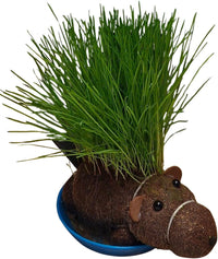 Grow Your own HAIRY BEAVER Chia Pet Plant - Funny Gag Novelty Home Gift