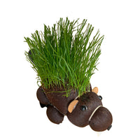 Grow Your own HAIRY BEAVER Chia Pet Plant - Funny Gag Novelty Home Gift