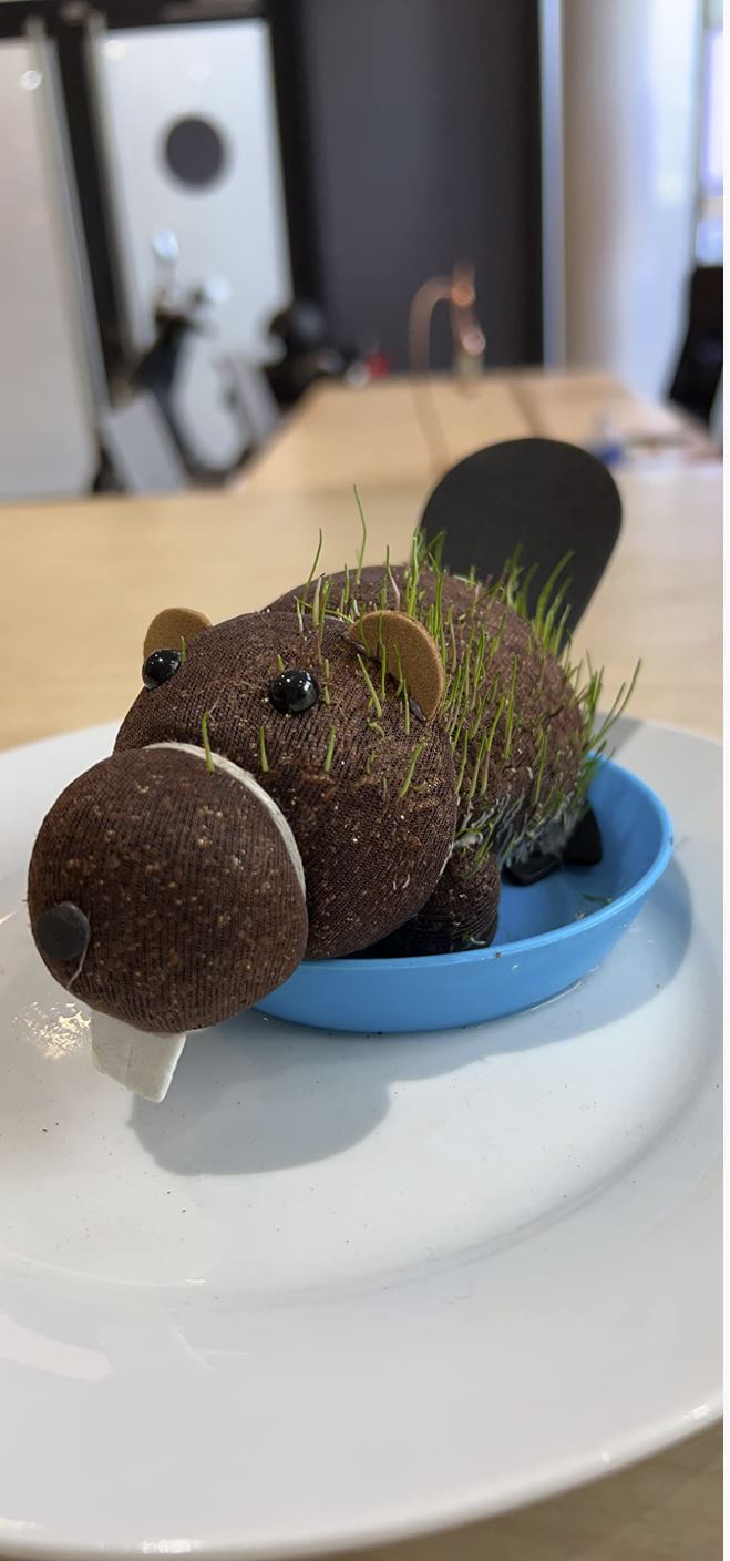 Grow Your own HAIRY BEAVER Chia Pet Plant - Funny Gag Novelty Home Gift