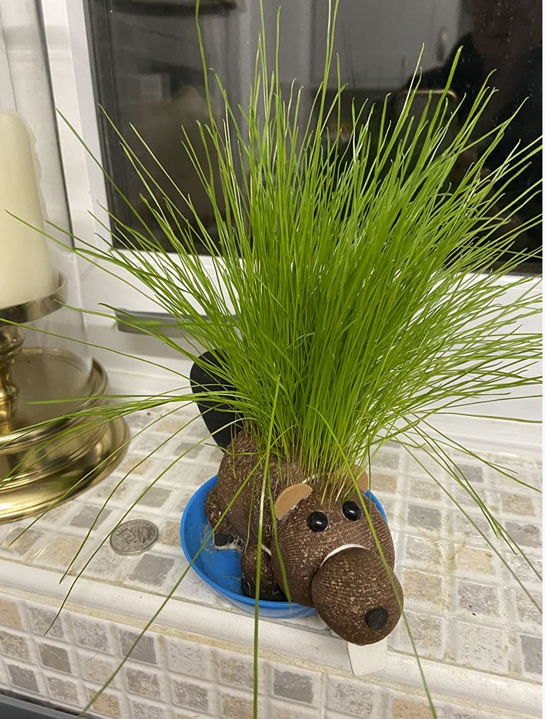 Grow Your own HAIRY BEAVER Chia Pet Plant - Funny Gag Novelty Home Gift