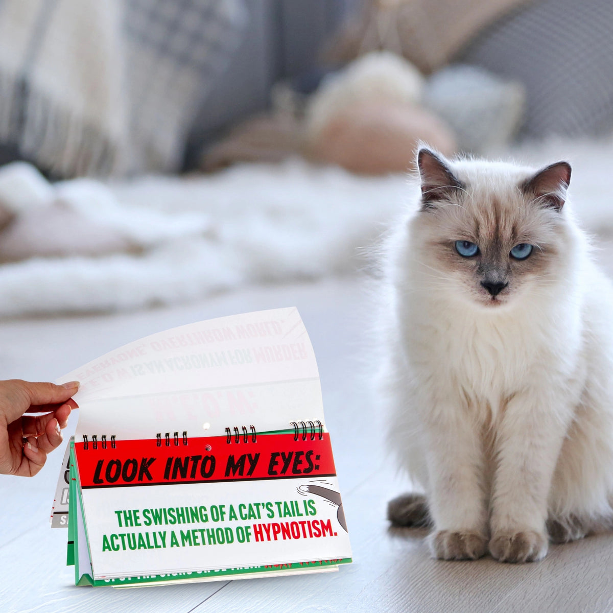 On a wooden floor, a fluffy white and grey cat is captivated by a hand flipping through the pages of the "50 Ways Your CAT is Trying to KILL YOU! Funny Desk Spiral Flip Book Signs," making it an ideal gift for cat lovers who are fascinated by all things feline.