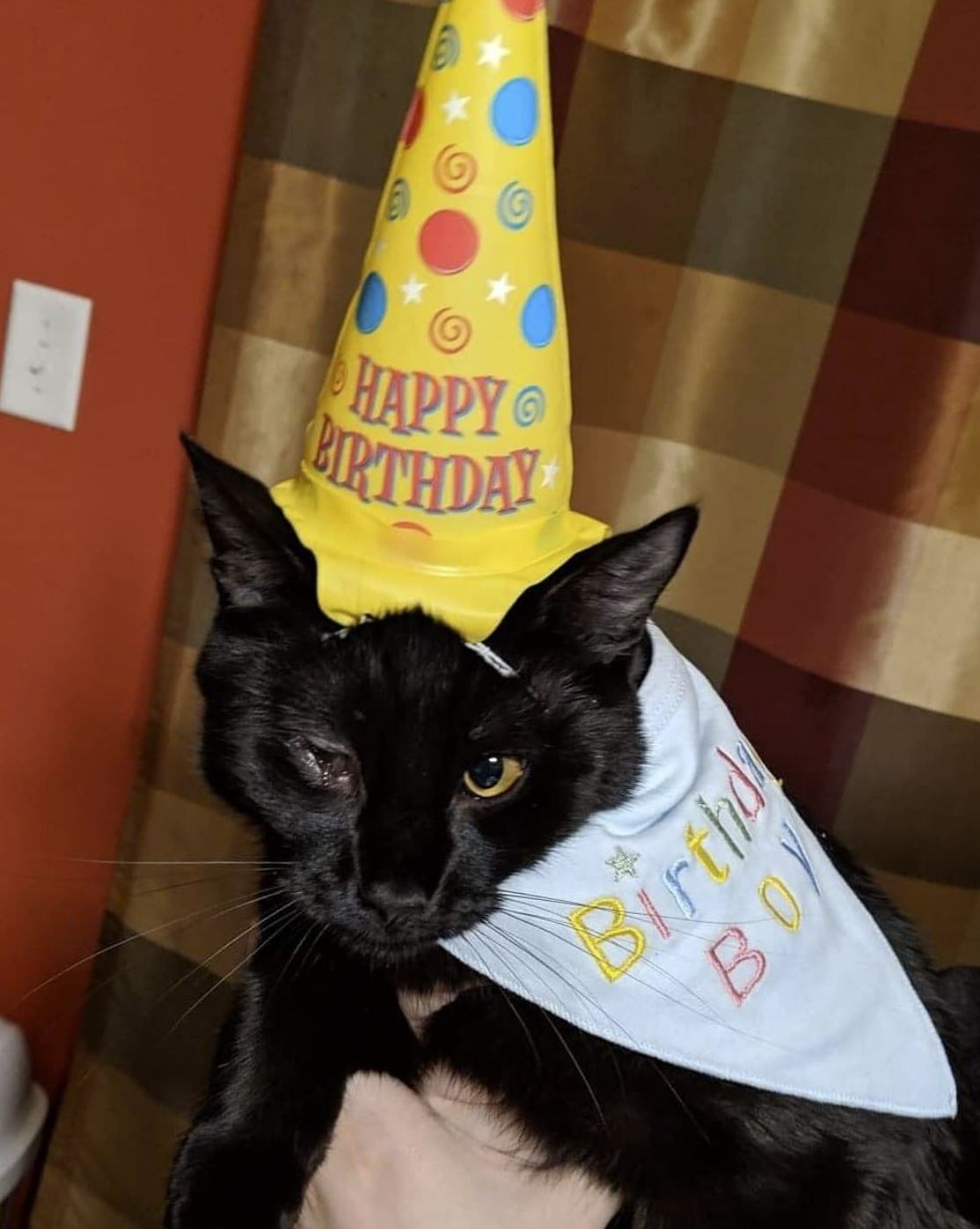 Birthday Inflatable Cat / Dog Party Costume Hat - SO FUNNY! ~  Archie McPhee