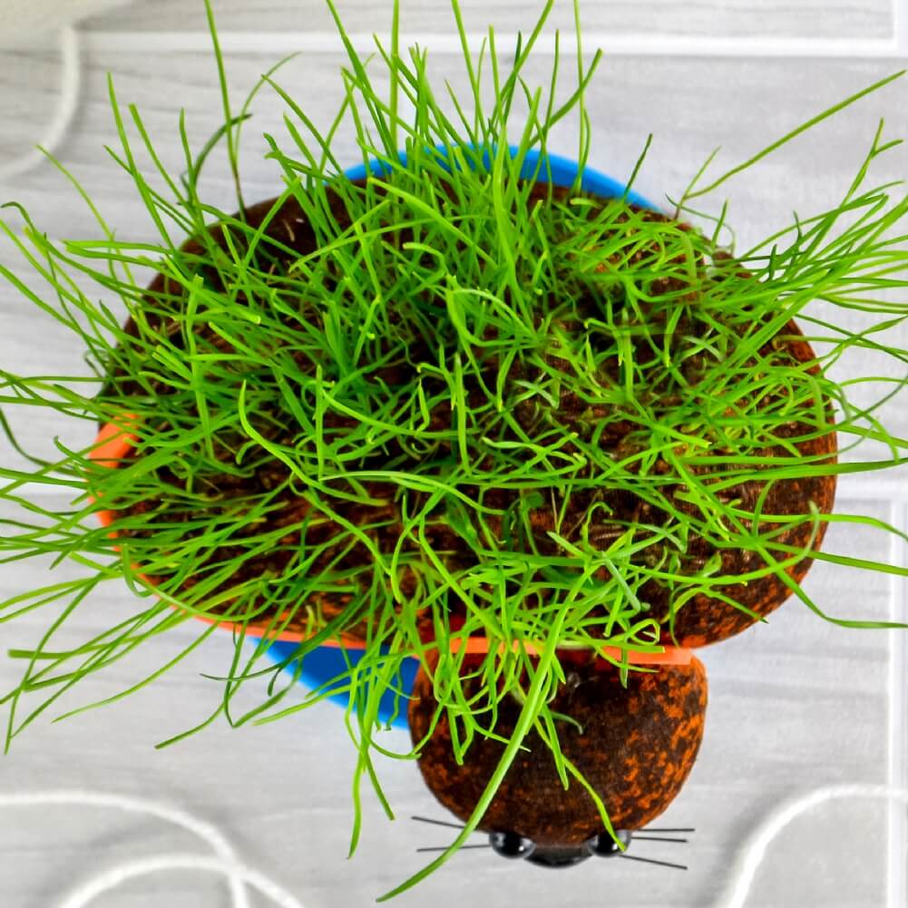 GATO COÑO PELUDO - Cultiva tu planta de chía para mascotas - Divertido regalo de broma para adultos