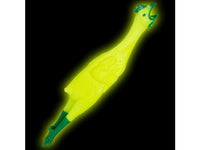 Glow In The Dark Rubber Chicken - Classic Gag Joke Child Dog Toy - Archie McPhee