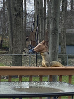 Horse Head Squirrel Feeder - Wildlife Garden Outdoor Home Gift ~ Archie McPhee