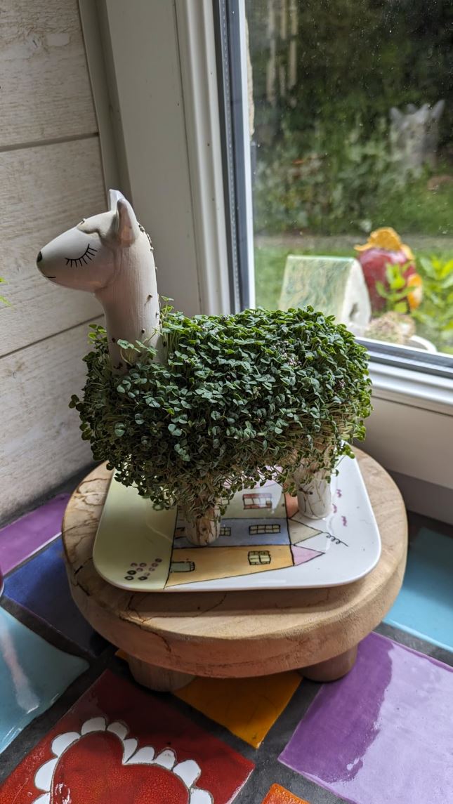 Llama Ceramic Planter - Desktop Sprouting Chia Pet Plant Pot - Gift Republic