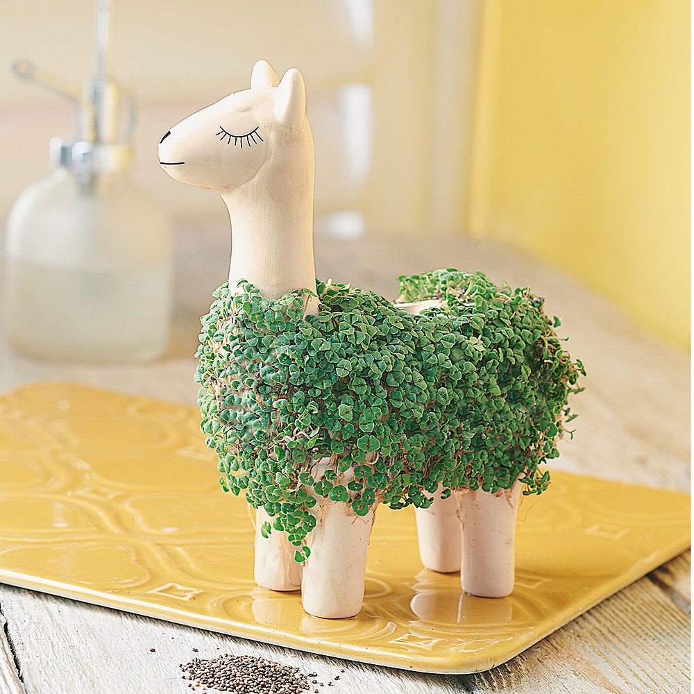 Llama Ceramic Planter - Desktop Sprouting Chia Pet Plant Pot - Gift Republic