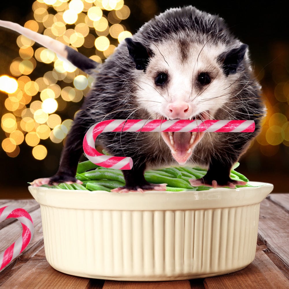 POSSUM Flavored Candy Canes - NASTY! Gag Prank Joke Christmas - Archie McPhee