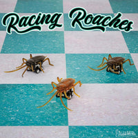 Racing Roaches (set of 3) Funny Pull Back Race Bug Insect Toys - Archie McPhee